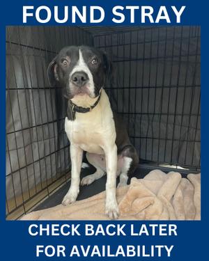 John Q, Mixed Breed, young, available for adoption
