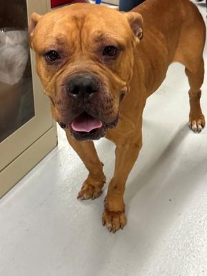 BERT, Dogue de Bordeaux Mix, young, available for adoption