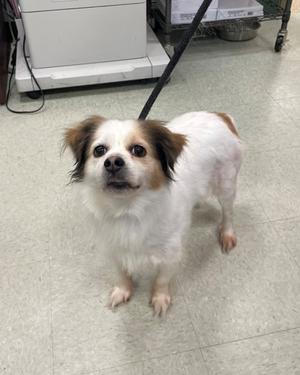 A small white and brown dog with floppy ears standing on a tiled floor.