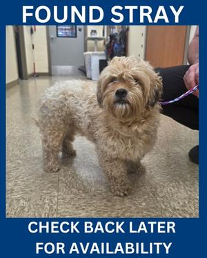 Eddie, Poodle - Standard Mix, adult, available for adoption
