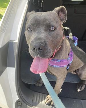 A gray dog with blue eyes and a pink tongue sticking out, wearing a purple harness and sitting in a car.