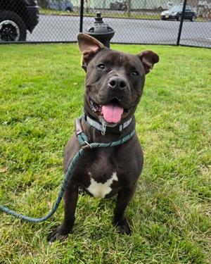 Kodey, American Pit Bull Terrier Mix, adult, available for adoption