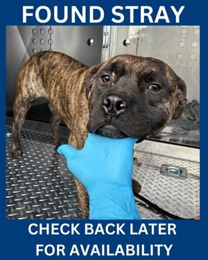 OLIVER, American Staffordshire Terrier Mix, young, available for adoption