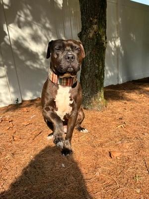 Lockwood, Pit Bull Terrier, adult, available for adoption