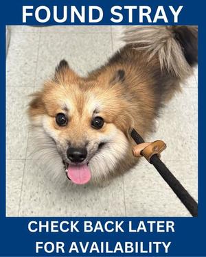 Jackie, Mixed Breed, adult, available for adoption