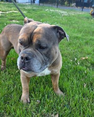 Chopper, Bulldog and American Pit Bull Terrier, adult, available for adoption