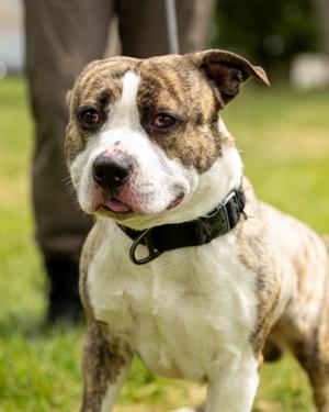 GOSH, American Pit Bull Terrier Mix, adult, available for adoption