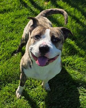 GOSH, American Pit Bull Terrier Mix, adult, available for adoption