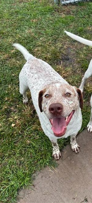 LIZZY, German Shorthaired Pointer, adult, available for adoption