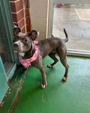A524904, Pit Bull Terrier, young, available for adoption