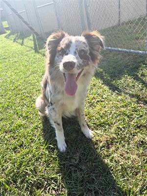 A525667, Australian Shepherd, young, available for adoption