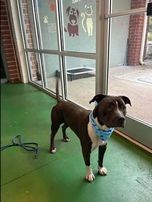 A525082, Pit Bull Terrier, adult, available for adoption