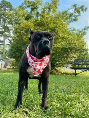 GLO, Cane Corso Mastiff / Bullmastiff, adult, available for adoption