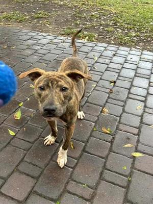 A524052, Pit Bull Terrier, young, available for adoption