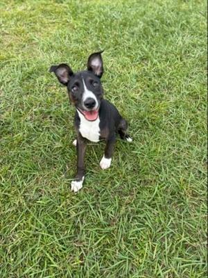A black and white dog sitting on green grass, looking up with its mouth open and tongue out.