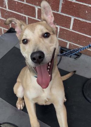 A524486, Labrador Retriever, young, available for adoption