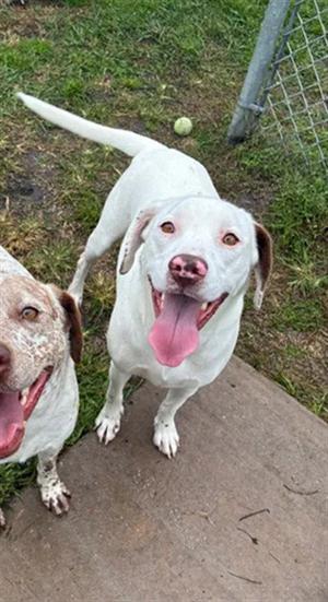 LIBBY, Labrador Retriever, adult, available for adoption