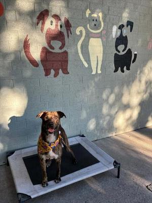 A524162, Pit Bull Terrier, young, available for adoption