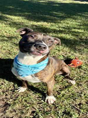 ZEUS, Pit Bull Terrier / Boxer, adult, available for adoption