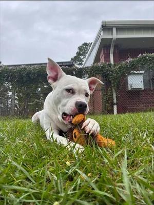 CHARLY, Boxer, adult, available for adoption