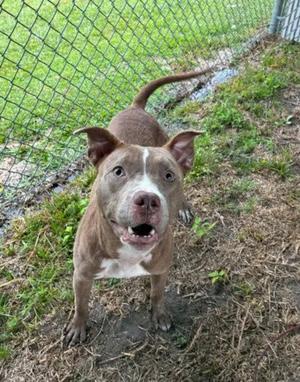 A brown and white dog with a white muzzle and chest stands in a grassy area near a chain-link fence. The dog has perked ears and an open mouth, appearing to be panting or barking.