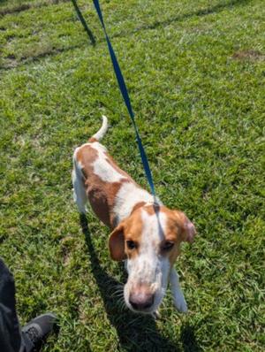 TY, Treeing Walker Coonhound, adult, available for adoption