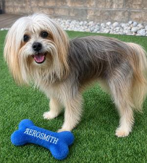 AEROSMITH/KENJI, Chinese Crested Dog, young, available for adoption