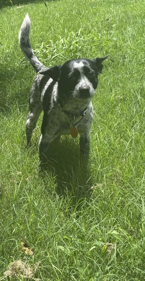 Buccee, Australian Cattle Dog / Blue Heeler / Rat Terrier, adult, available for adoption