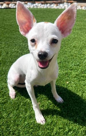 DARLA, Chihuahua, puppy, available for adoption