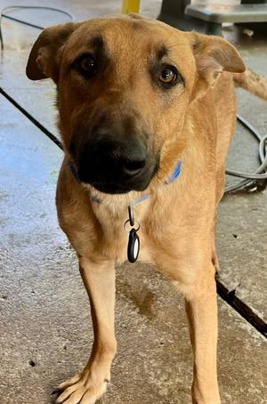 Dallas J, Carolina Dog / Black Mouth Cur, young, available for adoption