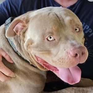 Hulk aka Big Boy J, American Staffordshire Terrier, young, available for adoption
