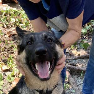 Greta, Belgian Shepherd / Malinois, young, available for adoption