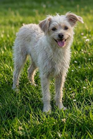GUERA, Cairn Terrier, young, available for adoption
