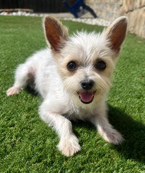 DAKOTA, Jack Russell Terrier, young, available for adoption
