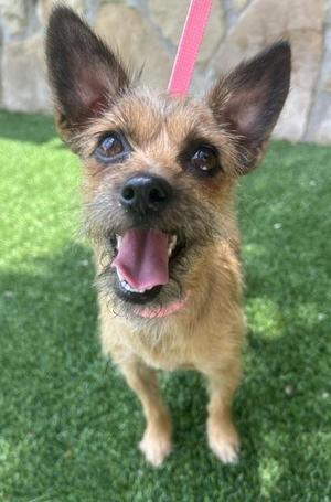 COCO, Yorkshire Terrier, young, available for adoption
