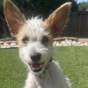 DARREN, Jack Russell Terrier, puppy, available for adoption