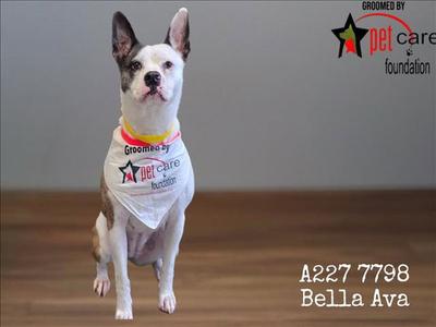 BELLA AVA, Pit Bull Terrier, adult, available for adoption