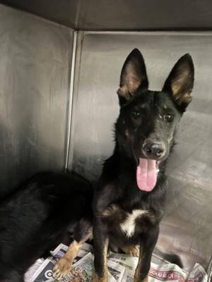 ASH, German Shepherd Dog, young, available for adoption