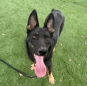 A black and tan dog with pointed ears and a pink tongue sticking out, standing on green artificial turf.