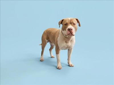A brown and white dog standing on a blue background.