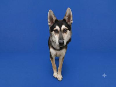 BENNY, Siberian Husky, young, available for adoption