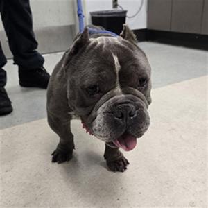 BLICKY, Pit Bull Terrier / English Bulldog, senior, available for adoption