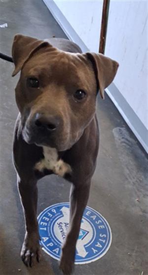 BEBE, Pit Bull Terrier, adult, available for adoption