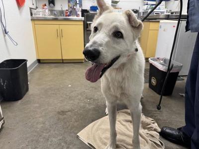 BENJI, Siberian Husky / German Shepherd Dog, adult, available for adoption
