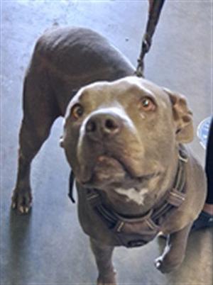 BELLA, Pit Bull Terrier, adult, available for adoption