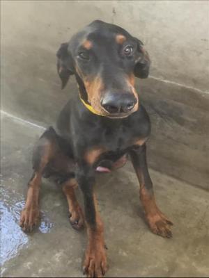 BILLY, Doberman Pinscher, young, available for adoption