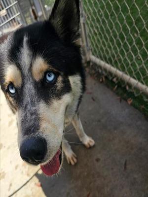 BRADLEY, Siberian Husky, adult, available for adoption