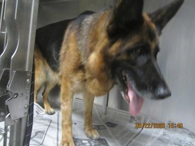 AUTUMN, German Shepherd Dog, adult, available for adoption