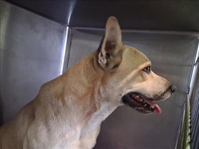 BABY DRAKO, Labrador Retriever, adult, available for adoption
