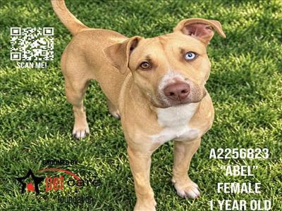 ABEL, Pit Bull Terrier, young, available for adoption